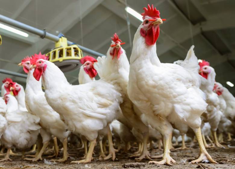 Macam-Macam Alat Ternak Ayam untuk Beternak